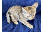 Amy Domestic Shorthair Kitten Female