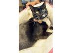 Giselle Domestic Shorthair Young Female