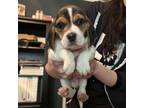 Adopt Sailor a Beagle