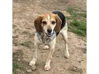 Adopt Lennan a Beagle