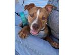 Adopt Red a Boxer, Mixed Breed