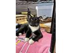 Adopt Midnight a Domestic Short Hair