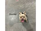 Adopt Hunter a Pit Bull Terrier