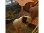 Adopt Toto a Guinea Pig