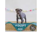 Adopt Lil Peanut a Terrier, Mixed Breed