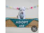 Adopt Lil Ritz a Terrier, Mixed Breed