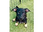 Adopt Hubba Bubba a Miniature Pinscher, Mixed Breed