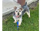 Adopt Jager a Yorkshire Terrier