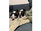 Adopt Wallace and Watson a Boston Terrier