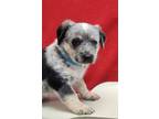 Adopt Big Bubba a Australian Shepherd, Mixed Breed