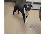 Adopt Tupelo a Pit Bull Terrier