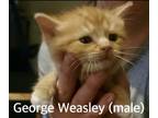 Adopt George Weasley a American Shorthair