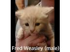 Adopt Fred Weasley a American Shorthair