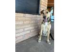Adopt Wrigley a English Coonhound, Shar-Pei