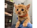 Adopt Pyro- Orange a Domestic Short Hair