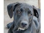Adopt Blu a Labrador Retriever