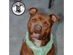 Adopt Pig a Boxer, Pit Bull Terrier