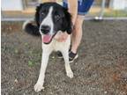 Adopt Vance a Border Collie, Great Pyrenees