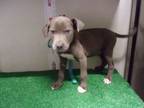 Adopt Florida a Pit Bull Terrier