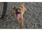 Adopt Tennisee a Pit Bull Terrier