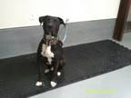 Adopt 2482 a Mastiff, American Staffordshire Terrier