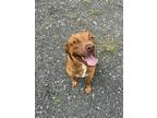 Adopt Antonio a Labrador Retriever