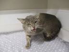 Adopt Thunder a Domestic Short Hair