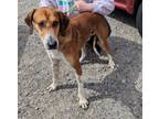 Adopt Butters a Coonhound