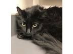 Lilly Domestic Longhair Adult Female