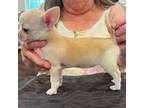 Chihuahua Puppy for sale in Walker, LA, USA
