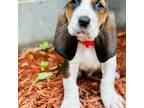Basset Hound Puppy for sale in Marbury, MD, USA
