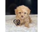 Poodle (Toy) Puppy for sale in Nashville, AR, USA