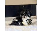 Poodle (Toy) Puppy for sale in Nashville, AR, USA