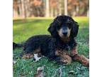 Mutt Puppy for sale in Chesterfield, VA, USA