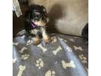 Yorkshire Terrier Puppy for sale in Oktaha, OK, USA
