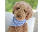 Goldendoodle Puppy for sale in Creston, OH, USA