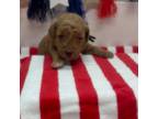 Mutt Puppy for sale in Huntington, UT, USA