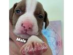 American Pit Bull Terrier Puppy for sale in Northampton, MA, USA