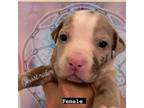 American Pit Bull Terrier Puppy for sale in Northampton, MA, USA