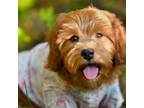 Cavapoo Puppy for sale in Tigard, OR, USA