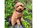 Cavapoo Puppy for sale in Seattle, WA, USA