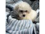 Bichon Frise Puppy for sale in Perkins, OK, USA