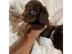 Dachshund Puppy for sale in Perkins, OK, USA