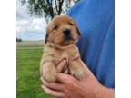 Golden Retriever Puppy for sale in Union, OH, USA