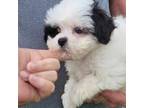 Shih Tzu Puppy for sale in Wytheville, VA, USA