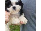 Shih Tzu Puppy for sale in Newton, MA, USA