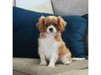 Cavalier King Charles Spaniel Puppy for sale in Greers Ferry, AR, USA