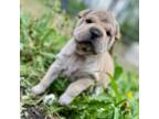 Chinese Shar-Pei Puppy for sale in Shevlin, MN, USA