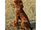 Mutt Puppy for sale in Greenville, TX, USA