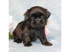 Shih Tzu Puppy for sale in Manheim, PA, USA